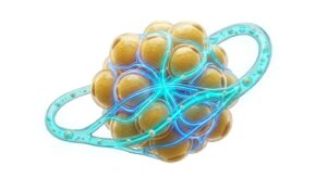 신체 지방 대사 기전을 시각화한 3D 의학 일러스트